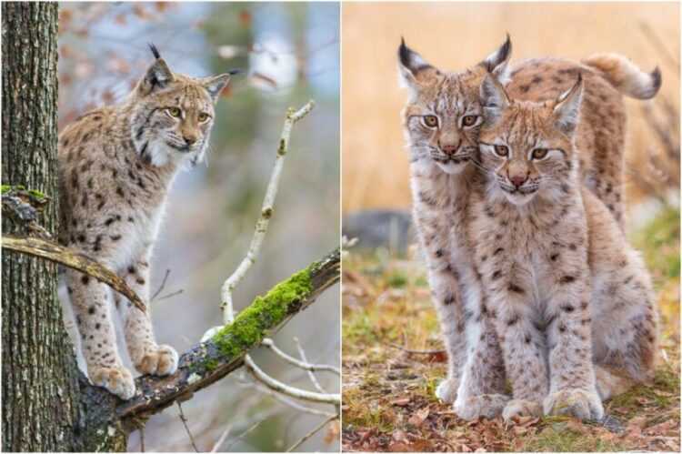 29 интересных фактов о рыси