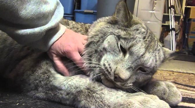 Рысь внутри страны