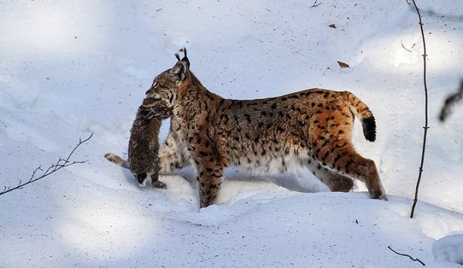 Охота на рысь