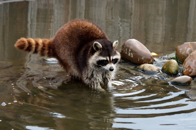 Красный енот