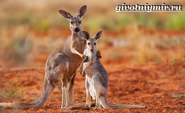 Рыжий-кенгуру-Образ-жизни-и-среда-обитания-рыжего-кенгуру-12