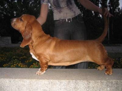 одноцветный рыжий бассет-хаунд