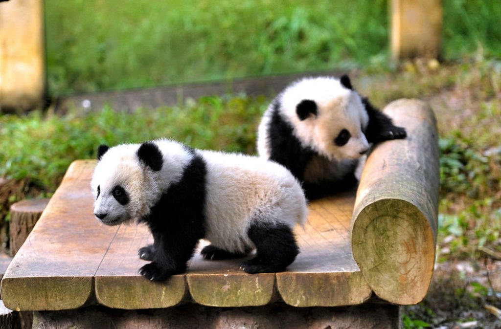 Медвежата панд