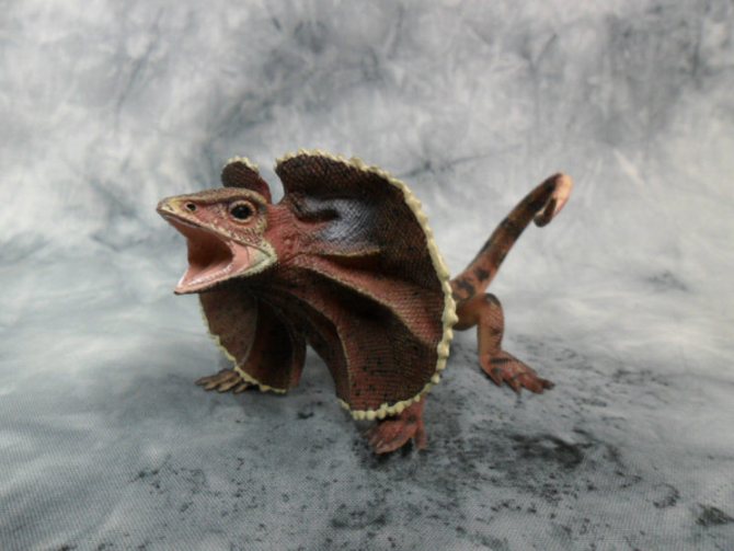 Плащеносная ящерица - описание, где обитает, чем питается, размер, вес