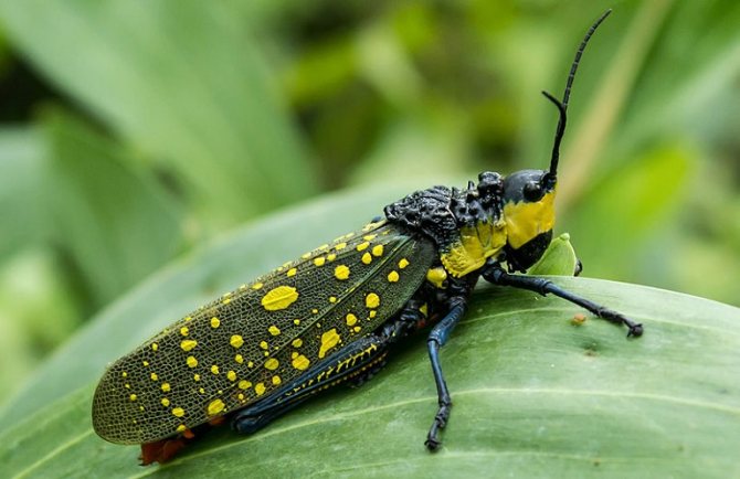 с желтыми крыльями