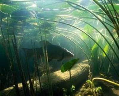 Ловля линя осенью в сентябре, октябре, ноябре на поплавочную удочку, фидер, донку - на что клюет, наживки, насадки