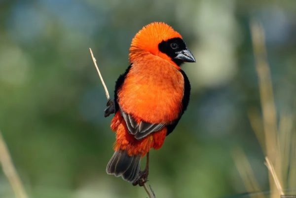 Ткачик птица