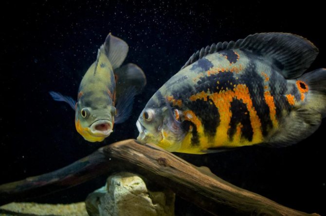 Совместимость астронотусов с другими рыбами: рекомендации