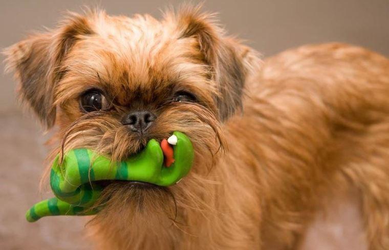 Брюссельский гриффон и бельгийский: происхождение и другие виды, описание породы собак