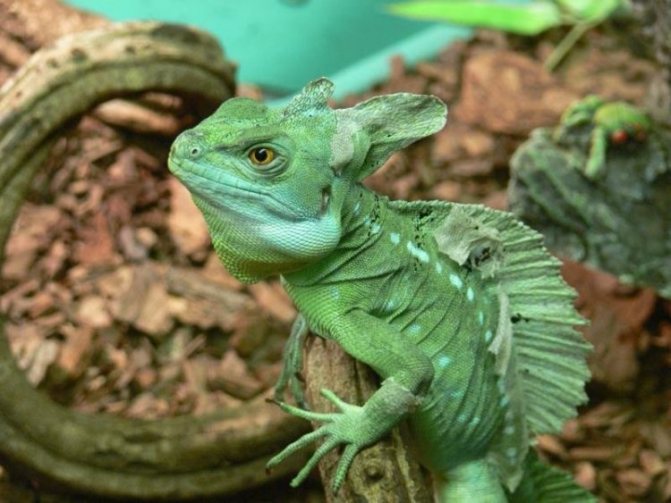 Василиск ящерица