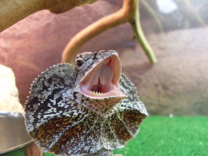 Плащеносная ящерица - описание, где обитает, чем питается, размер, вес