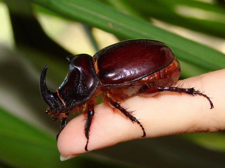 Как создатm террариум для жука носорога дома