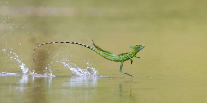 Василиск ящерица