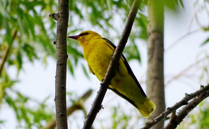Птица Иволга: пение, самец и самка, как выглядит, гнездо