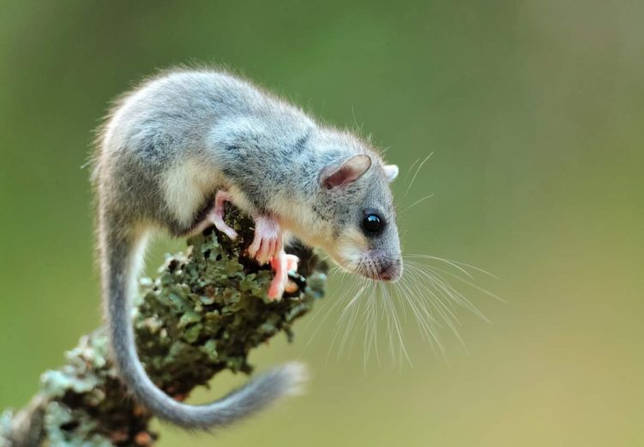 Садовая соня: описание, образ жизни, питание, фото и видео