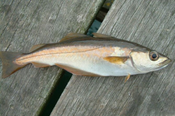 Польза и вред сайды