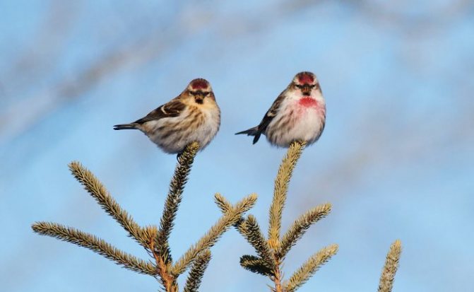 Мужчины и женщины чечеточники: основные различия между фото