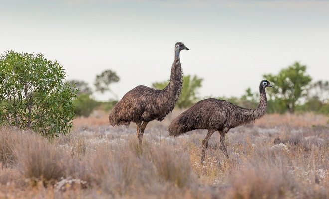 Самец и самка эму