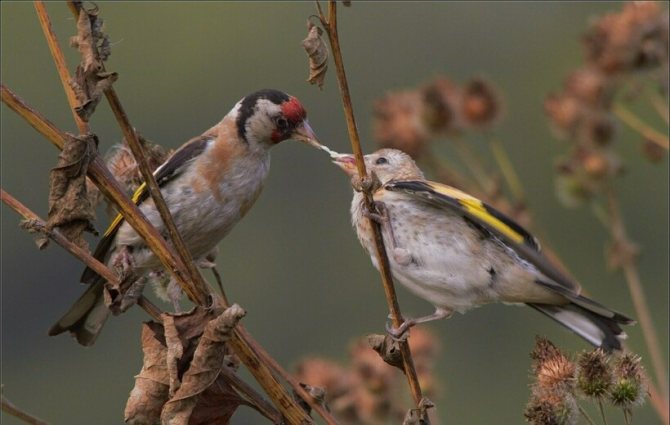 Самец и самка щегла