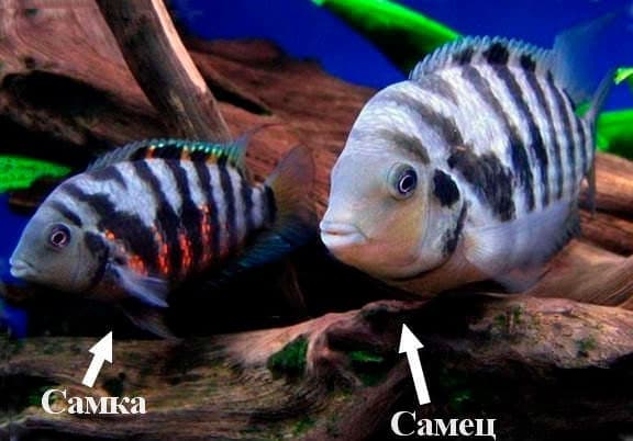 самец и самка