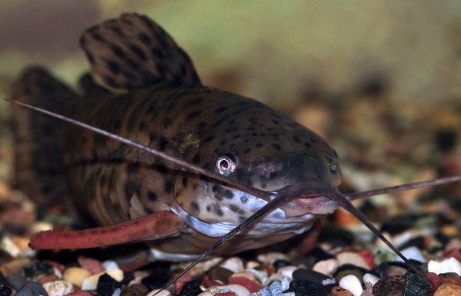 Сом Таракатум: фото, содержание и уход, совместимость в аквариуме