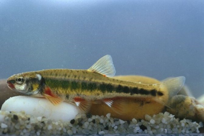 Самец в брачный период