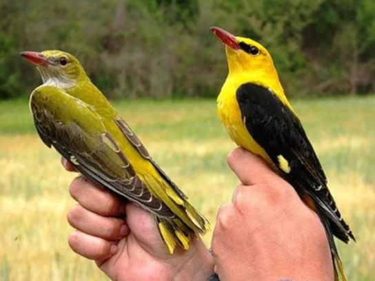 Самка и самец иволги