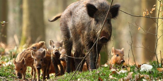 Посев с поросятами