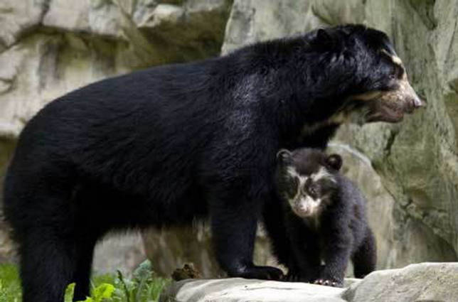 самка очкового медведя с детенышем