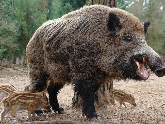 Дикий кабан - описание животного, где обитает, чем питается