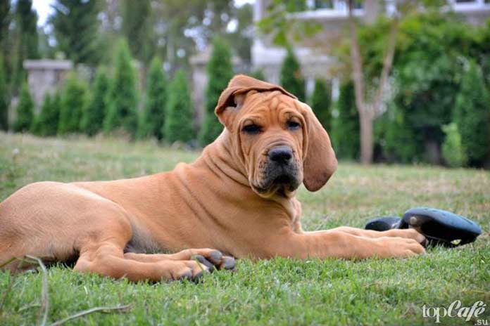 Самые агрессивные собаки: бразильское фила