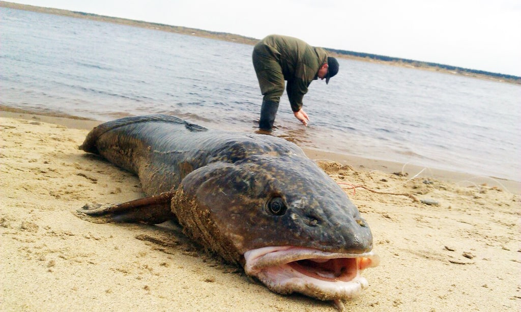 samyj-bolshoj-nalim-2