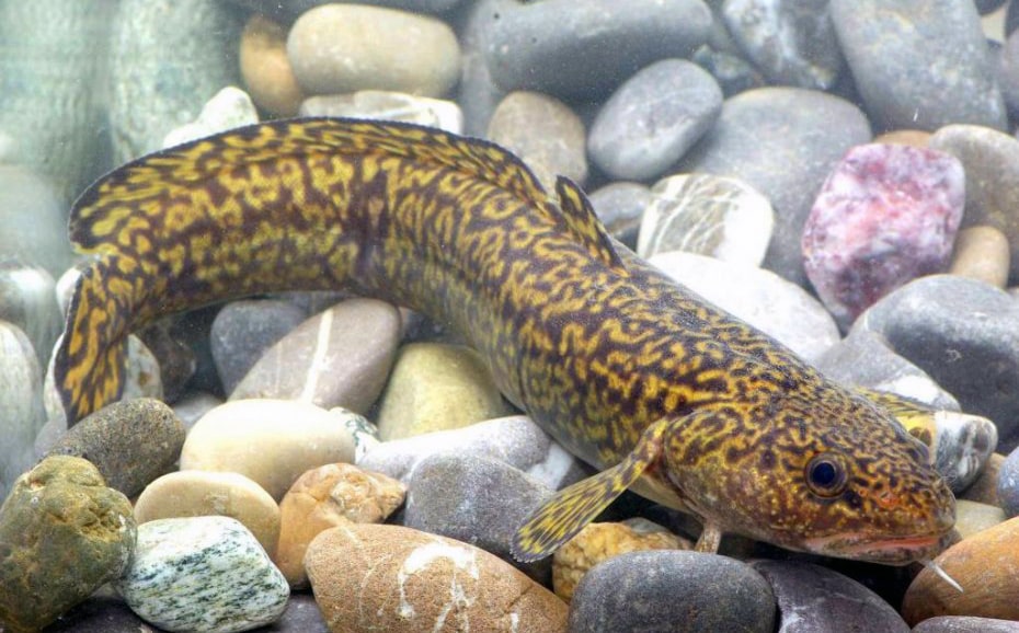 samyj-bolshoj-nalim-3