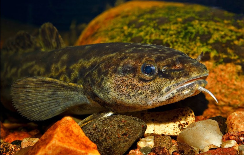 samyj-bolshoj-nalim-4