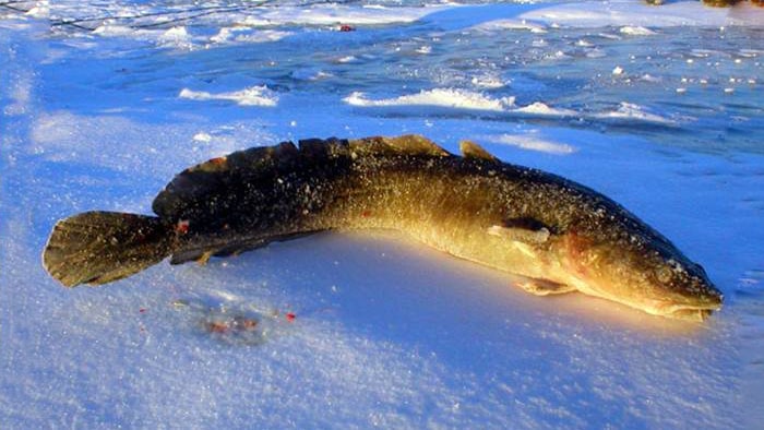 samyj-bolshoj-nalim-pojmannyj-na-zimnej-rybalke