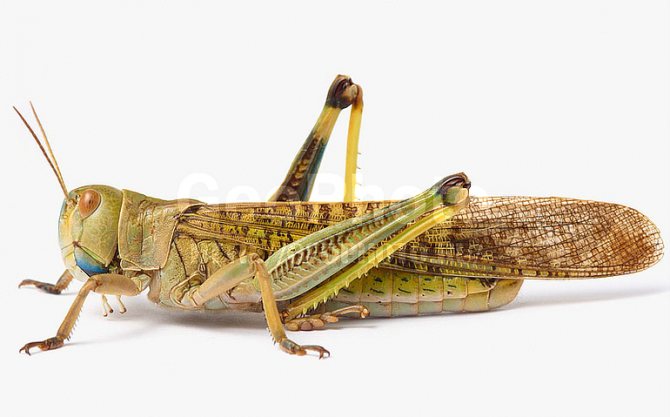 Саранча Сибирская