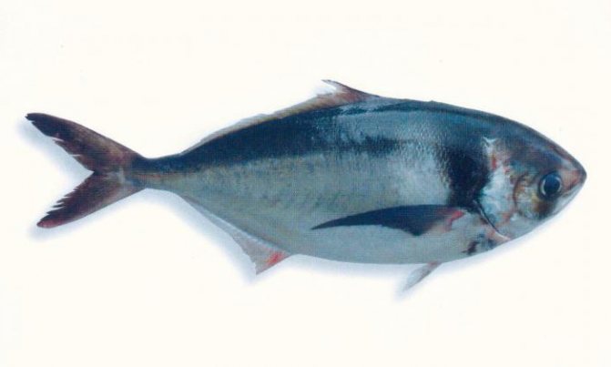 саворин рыба фото