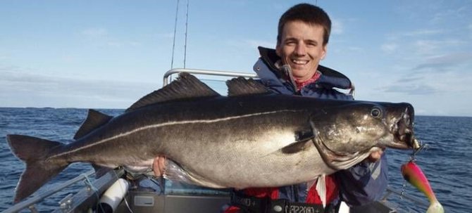 Польза и вред сайды