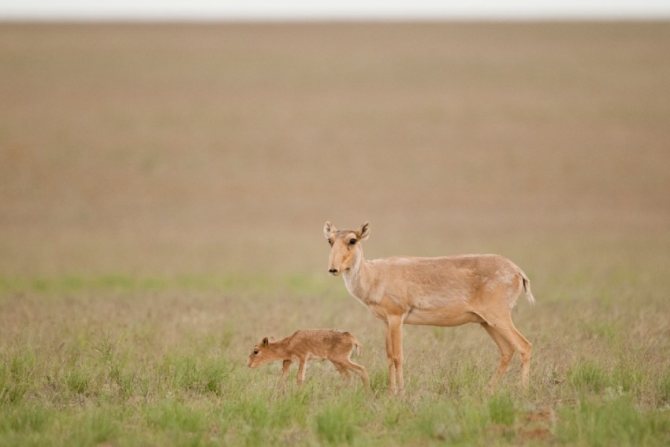 Сайгак: Красная книга, описание, чем питается, ареал