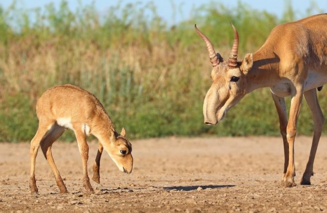Сайгак: Красная книга, описание, чем питается, ареал