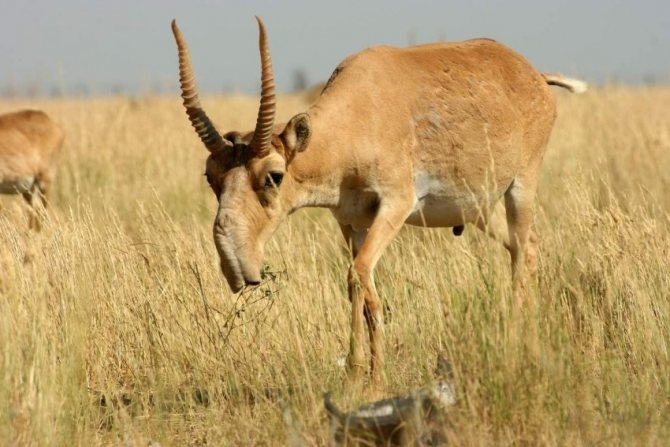 Сайгак: Красная книга, описание, чем питается, ареал