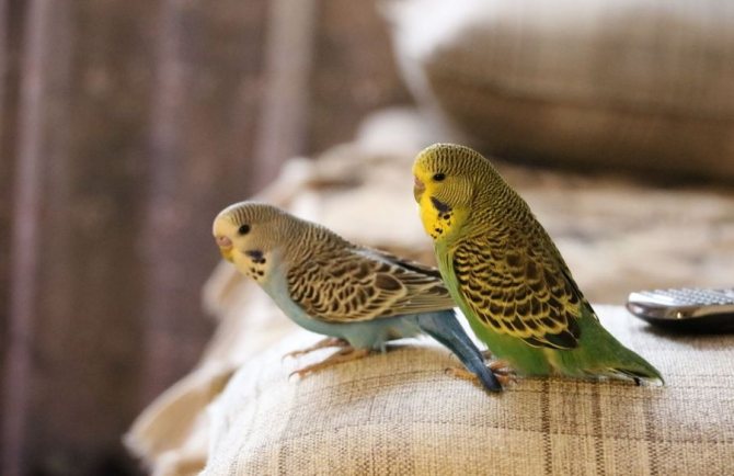 Попугай чех: описание породы