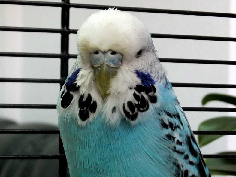 Попугай чех: описание породы