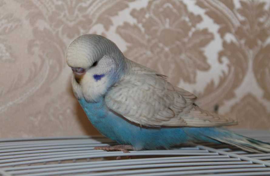 Попугай чех: описание породы