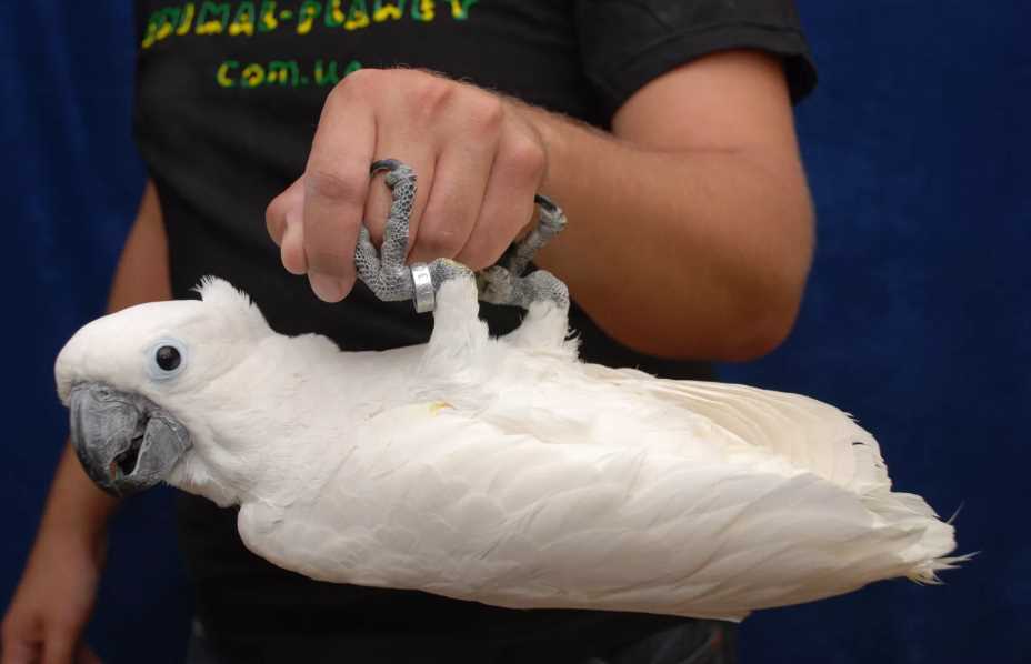 Виды, породы и окрасы попугаев с фото и названиями: как выглядят попугаи, сколько их в мире, какие бывают домашние попугайчики