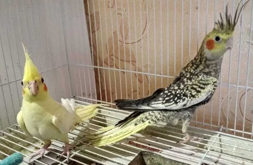 Сколько живут неразлучники в домашних условиях