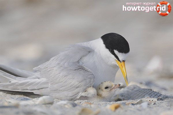 Полярная крачка