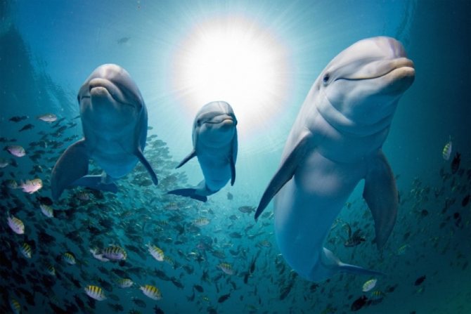 Дельфин-белобочка - самый обыкновенный дельфин?