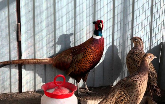 Семья фазанов