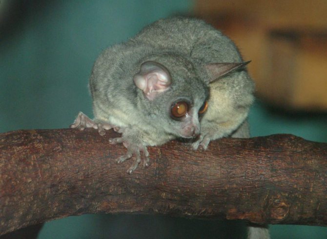 Галаго: среда обитания и особенности